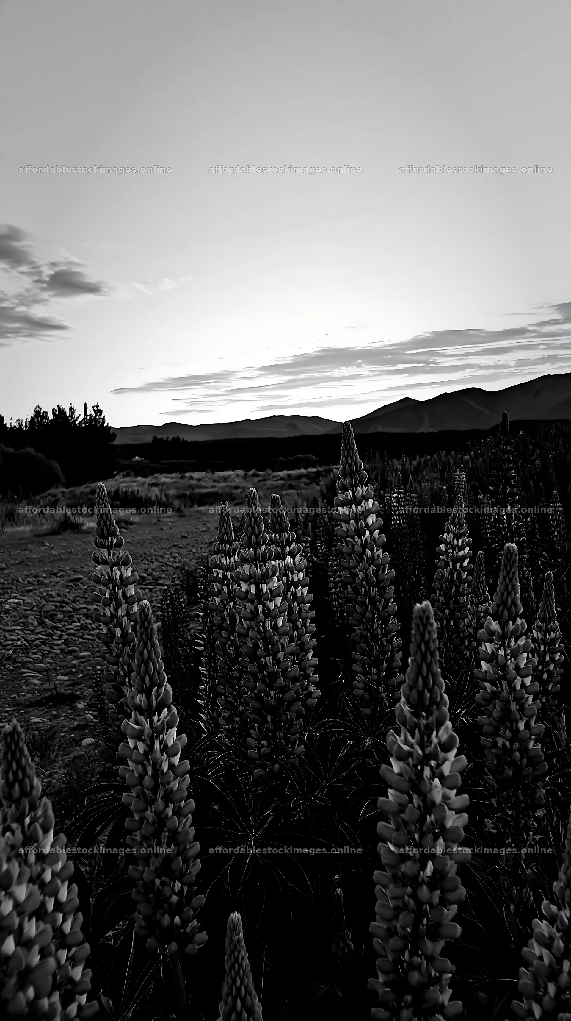 Lupine meadow panorama at Lake Tekapo during sunset – stock images 5938x10608
