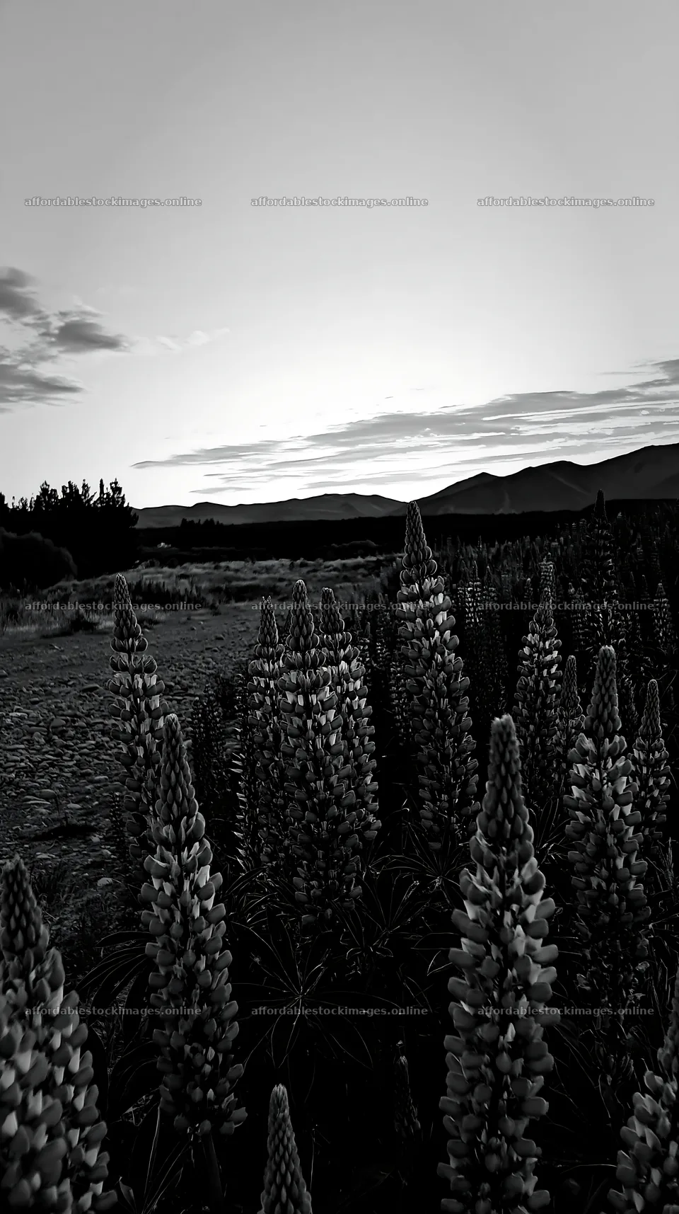 Lupine meadow panorama at Lake Tekapo during sunset – stock images 5938x10608