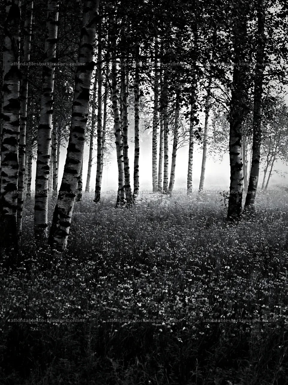 Misty forest meadow with blooming flowers and tall trees – stock images 6866x9174