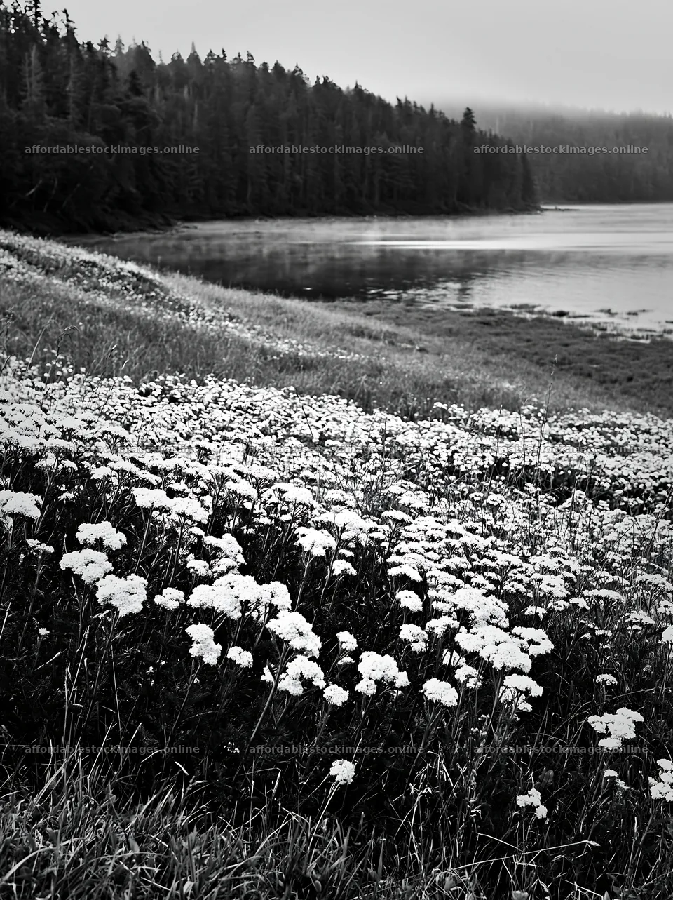 Sunny white umbel meadow by the water's edge – stock images 6866x9174