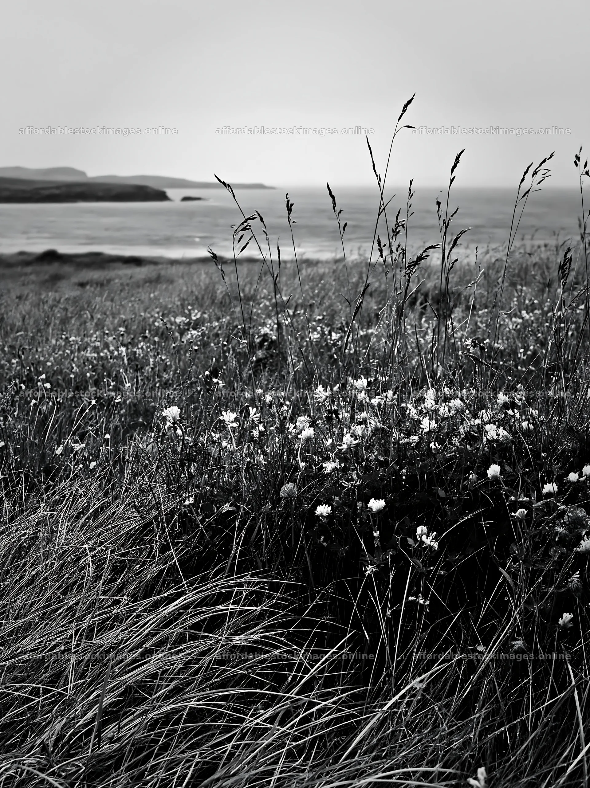 Rainwashed meadow with flowers and distant sea – stock images 6866x9174