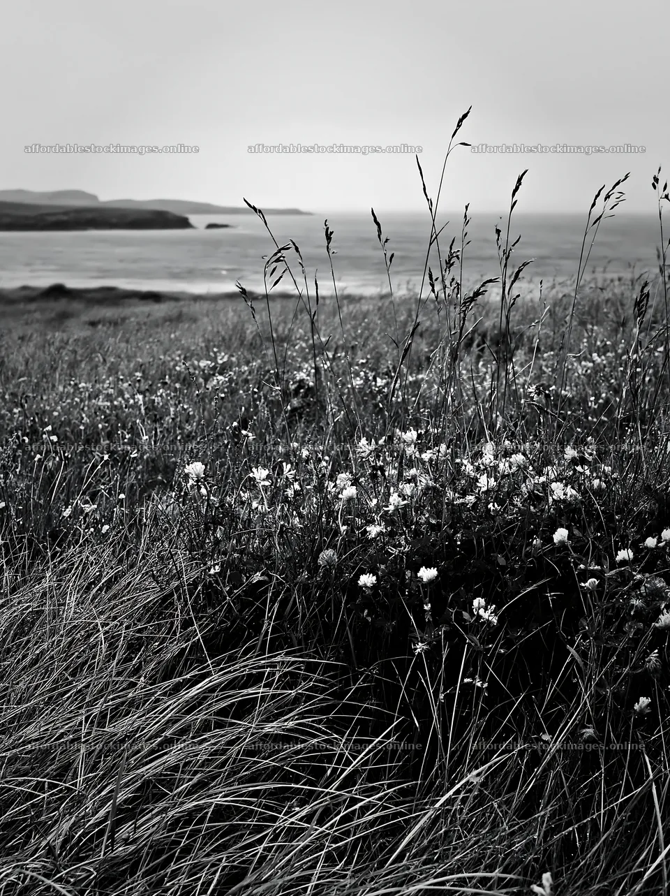 Rainwashed meadow with flowers and distant sea – stock images 6866x9174