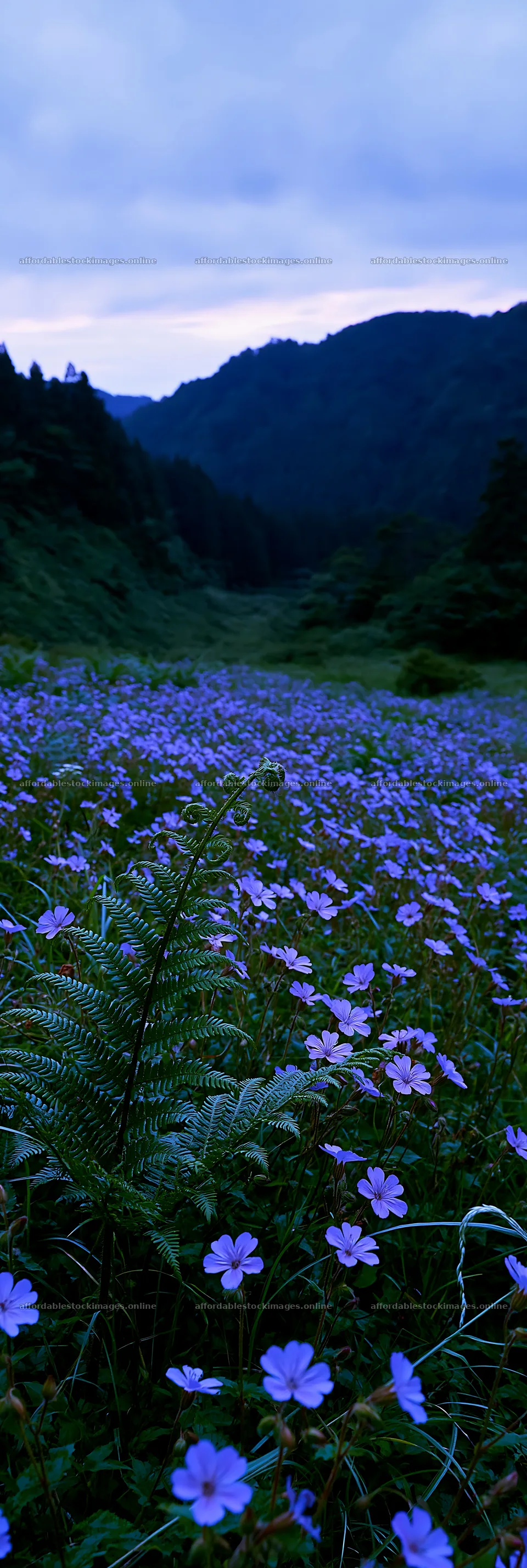 Tokushima mountain meadow with fern frond and flowers – stock images 4602x13690