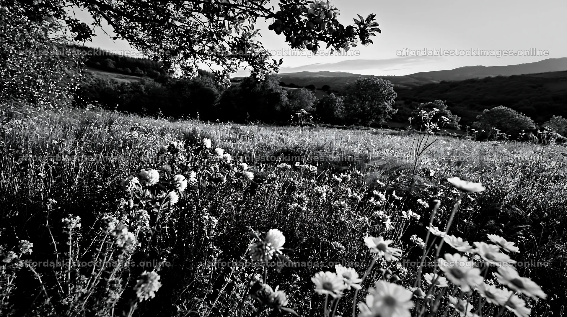Apple tree meadow with wild thyme and lights in the foreground – stock images 10608x5938