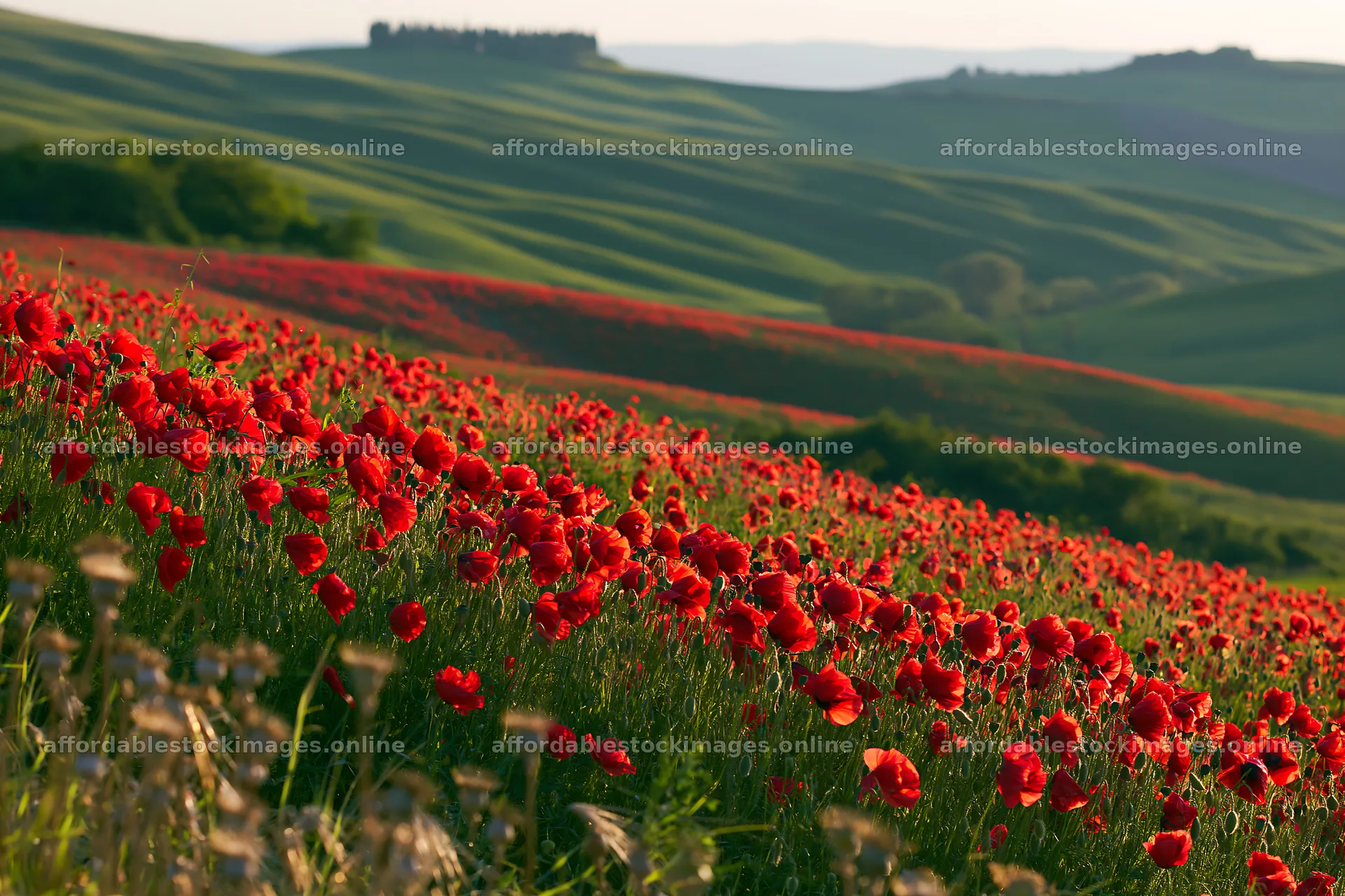 Colorful poppy meadow under clear sky in a sunny day – stock images 9722x6480