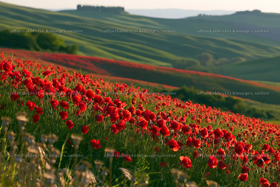 Colorful poppy meadow under clear sky in a sunny day – stock images 9722x6480