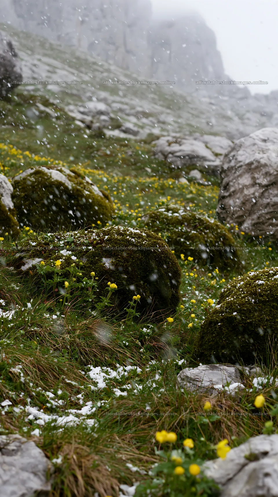 Mossy boulders in a meadow with yellow flowers and snow – stock images 5938x10608