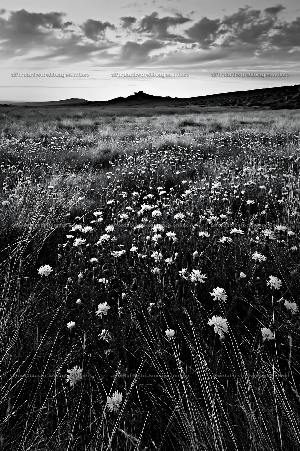 Meadow of knapweed under a cloudy sky in black and white – stock images 6480x9722