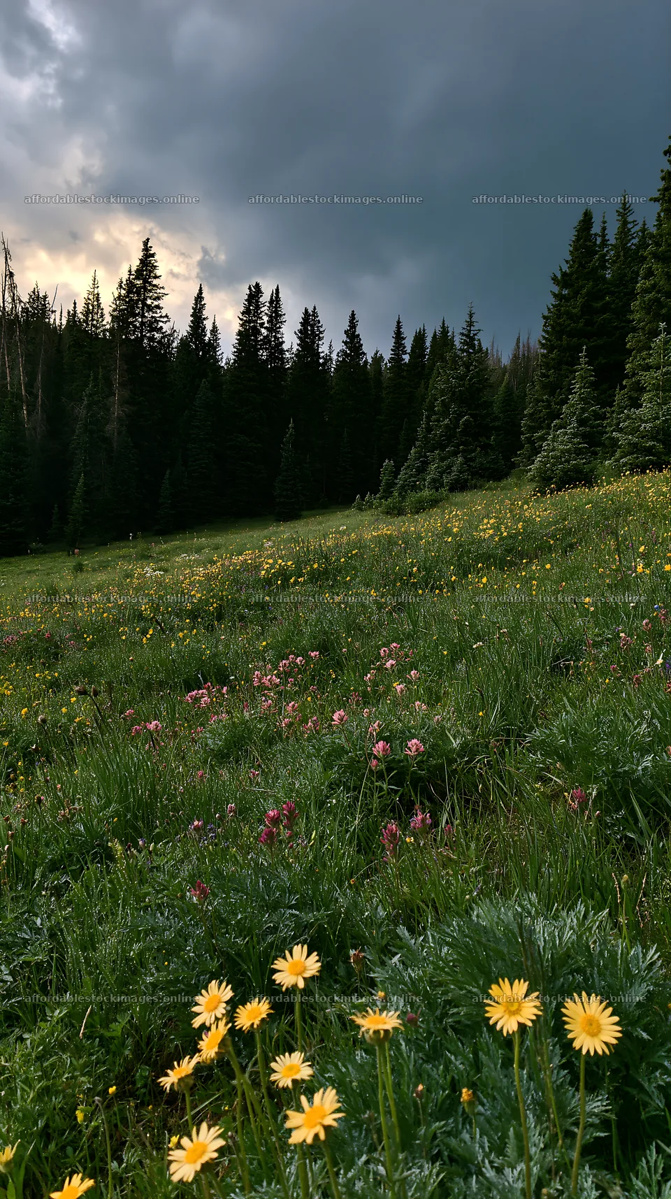 Pine forest meadow with wildflowers under cloudy sky – stock images 5938x10608