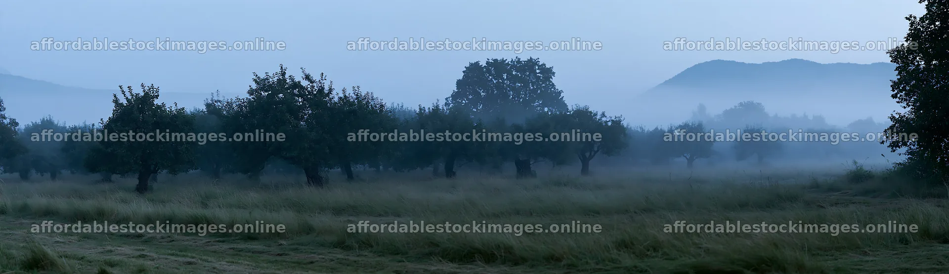 Foggy orchard meadow at dawn with trees and mist – stock images 14762x4268