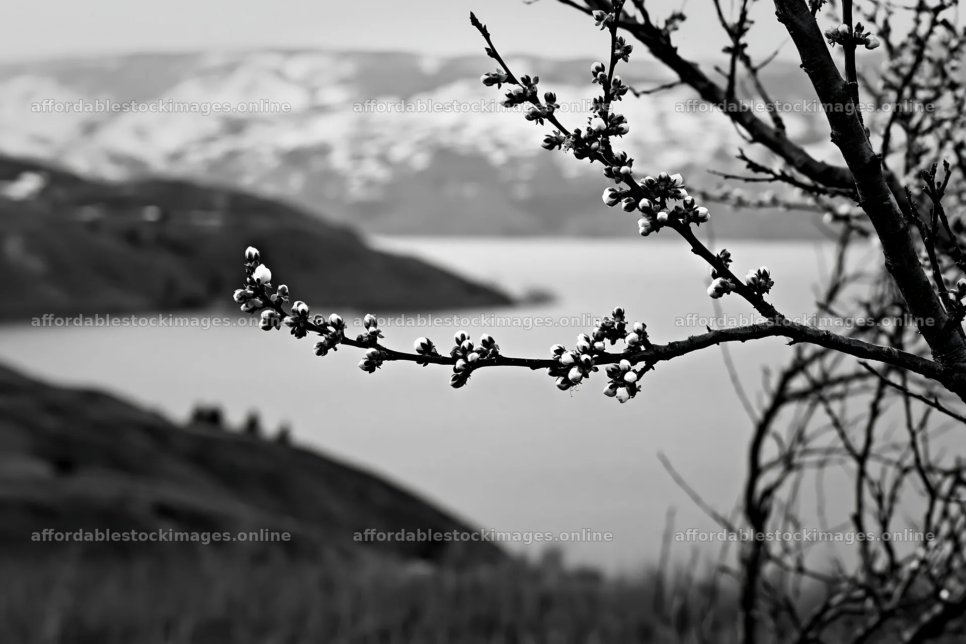 Lakeside orchard meadow with flowering branches and distant – stock images 9722x6480
