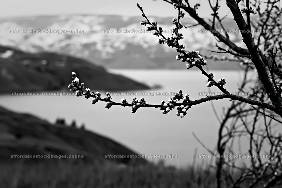 Lakeside orchard meadow with flowering branches and distant – stock images 9722x6480