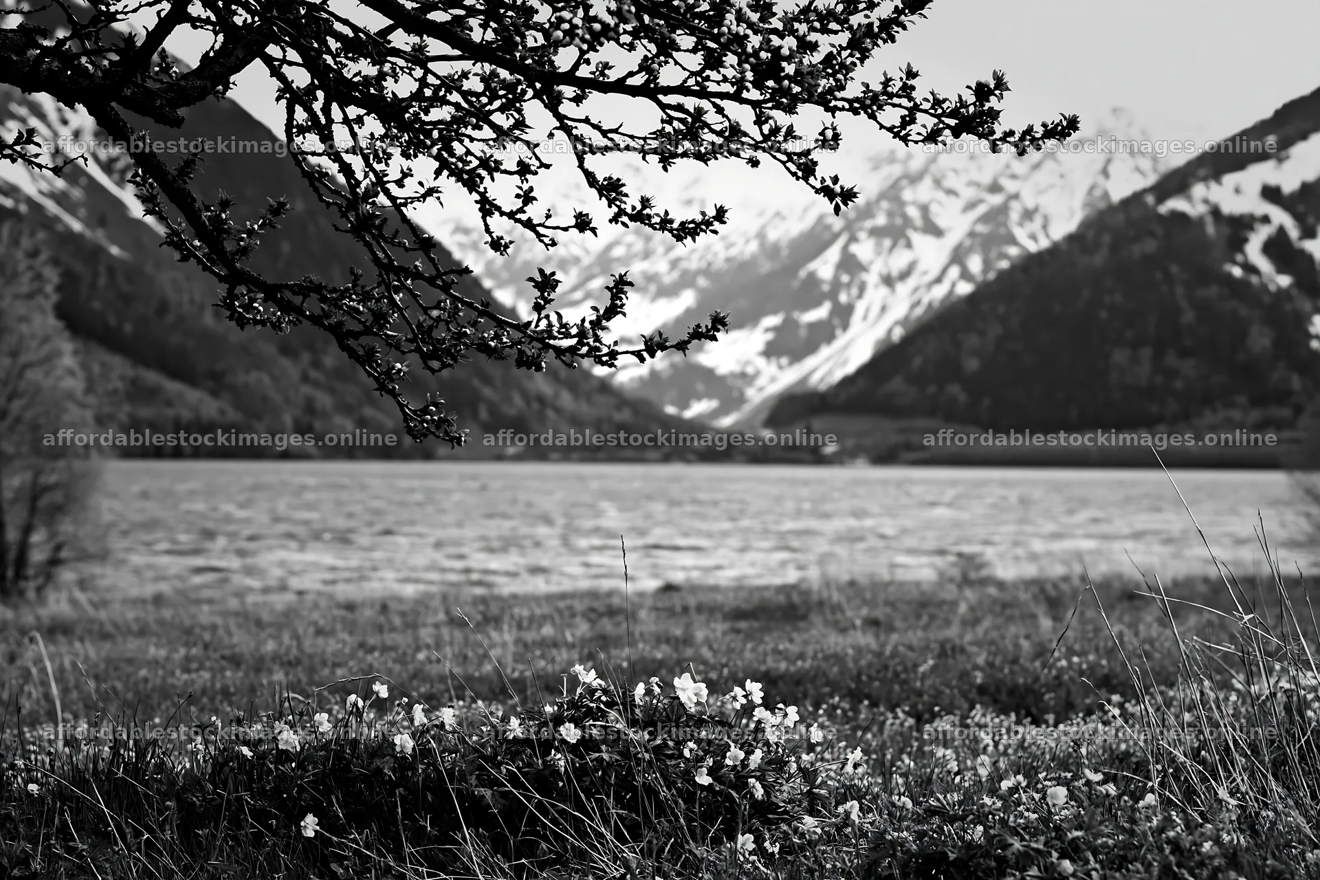 Lakeside orchard meadow with mountains and flowering plants – stock images 9722x6480