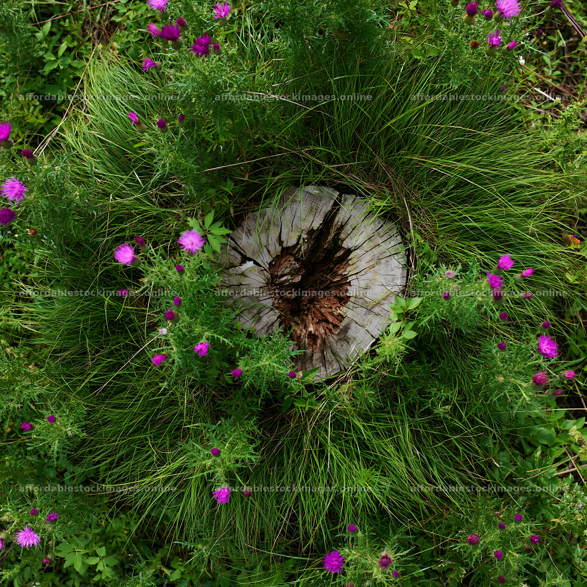 Weathered stump surrounded by flowers in Fukushima meadow – stock images 7938x7938