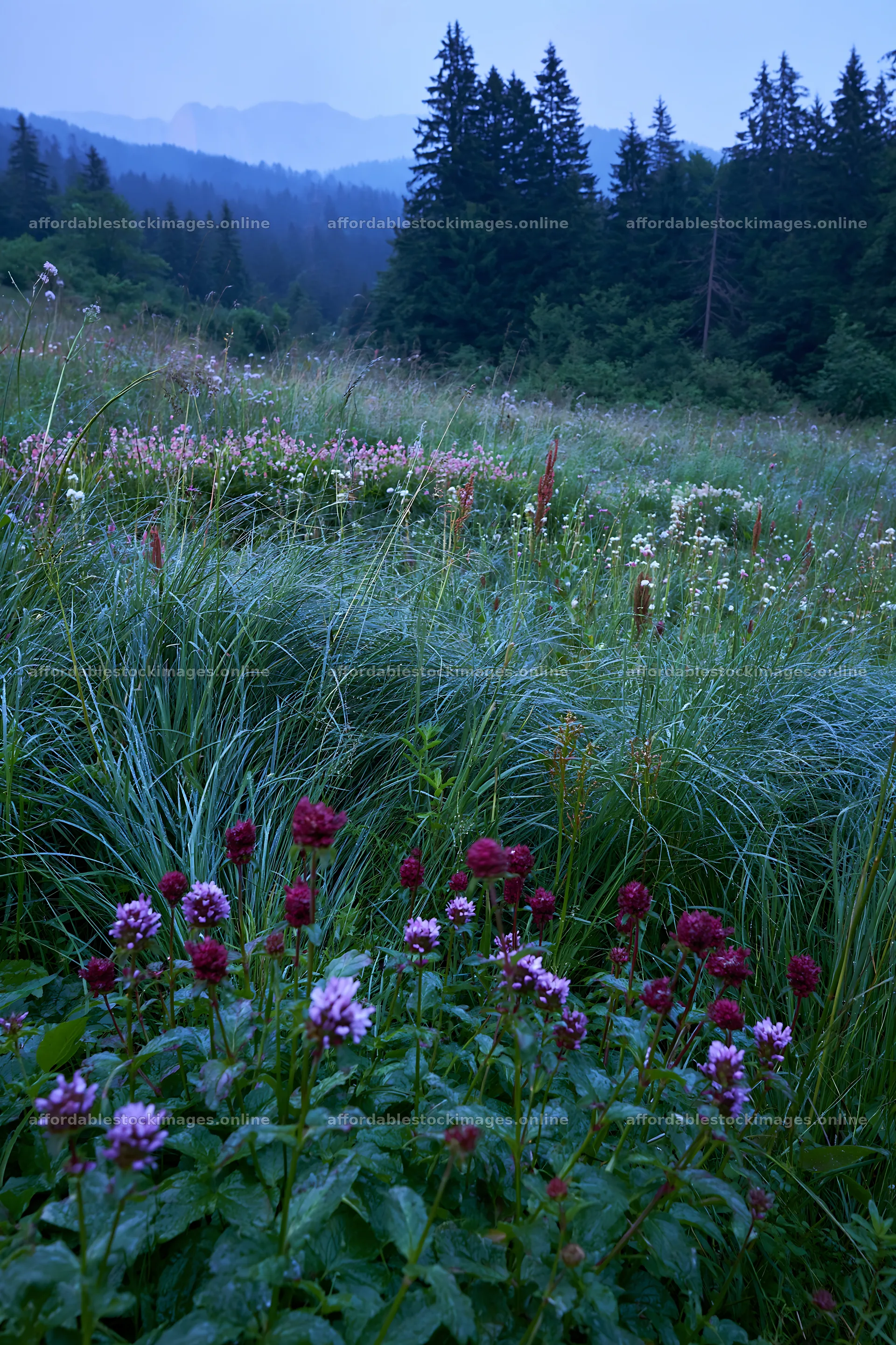 Biodiverse meadow with flowers and grass in early morning light – stock images 6480x9722