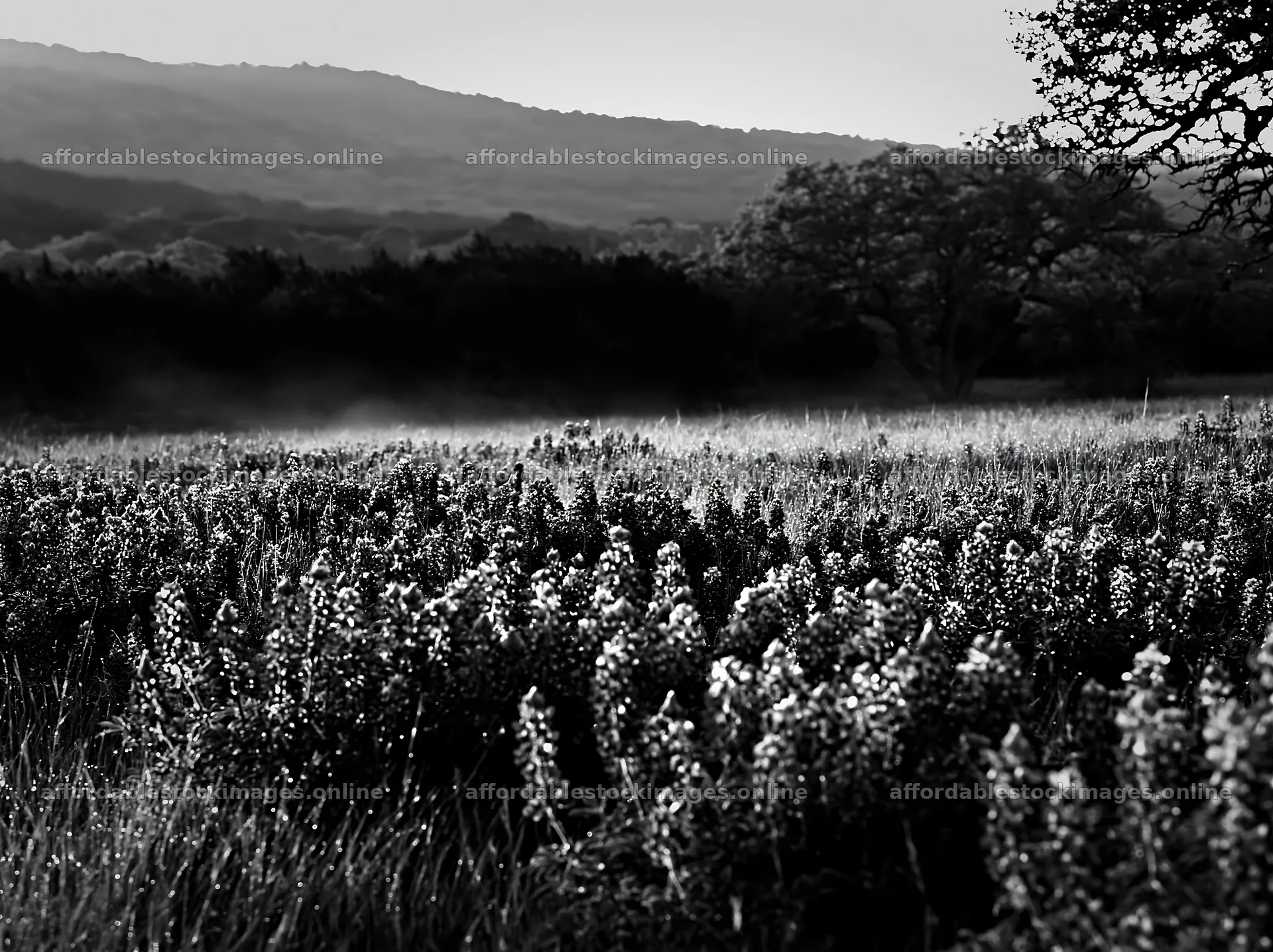 Bluebonnet meadow sunrise with hills in the background – stock images 9174x6866