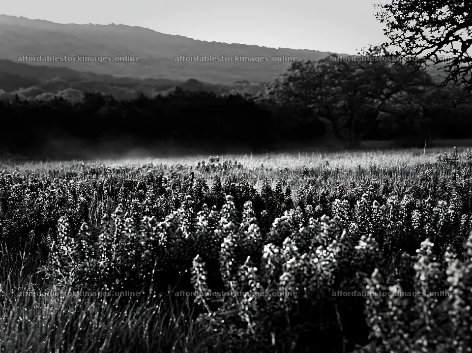 Bluebonnet meadow sunrise with hills in the background – stock images 9174x6866