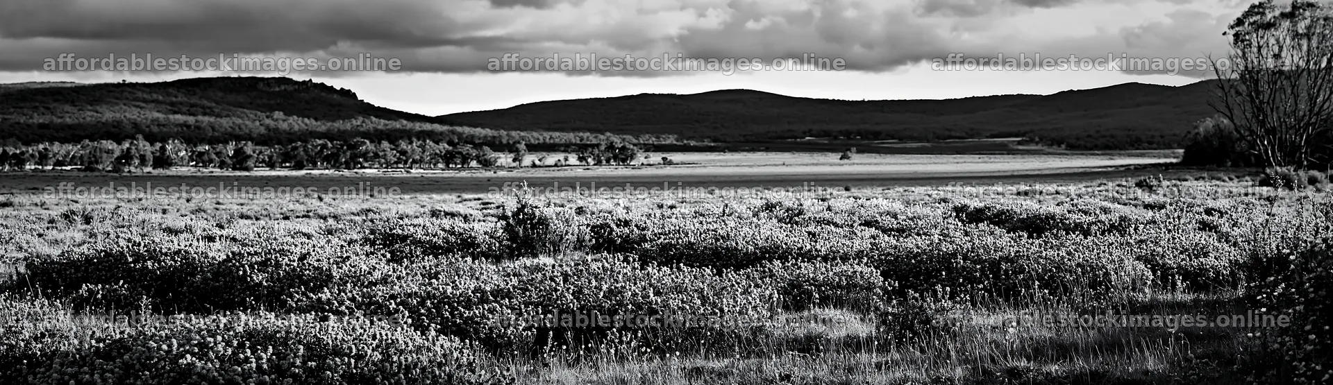 Colorful lavender meadow in daylight with distant hills – stock images 14762x4268