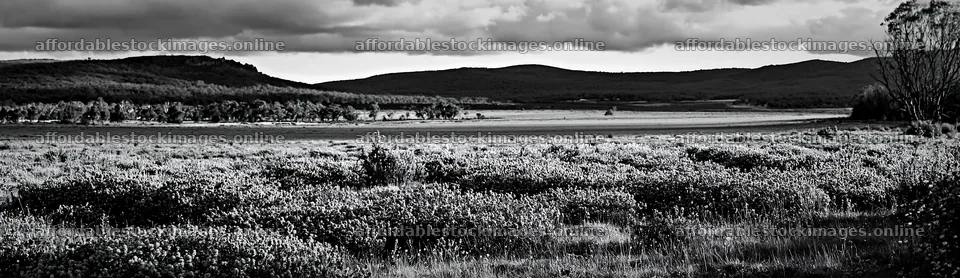 Colorful lavender meadow in daylight with distant hills – stock images 14762x4268