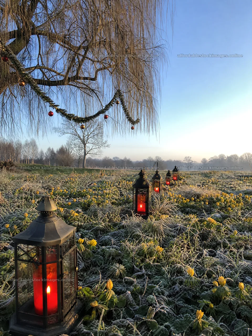 Vibrant Christmas lanterns in winter meadow at dawn – stock images 6874x9166