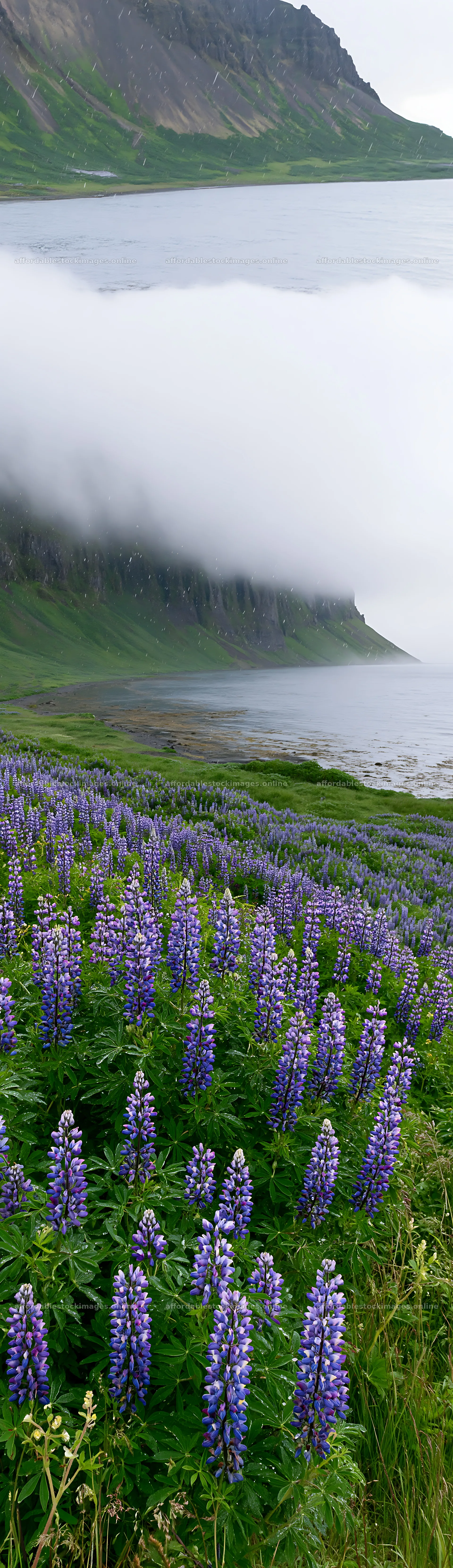 Colorful lupine meadow by the water and mountains – stock images 4268x14762