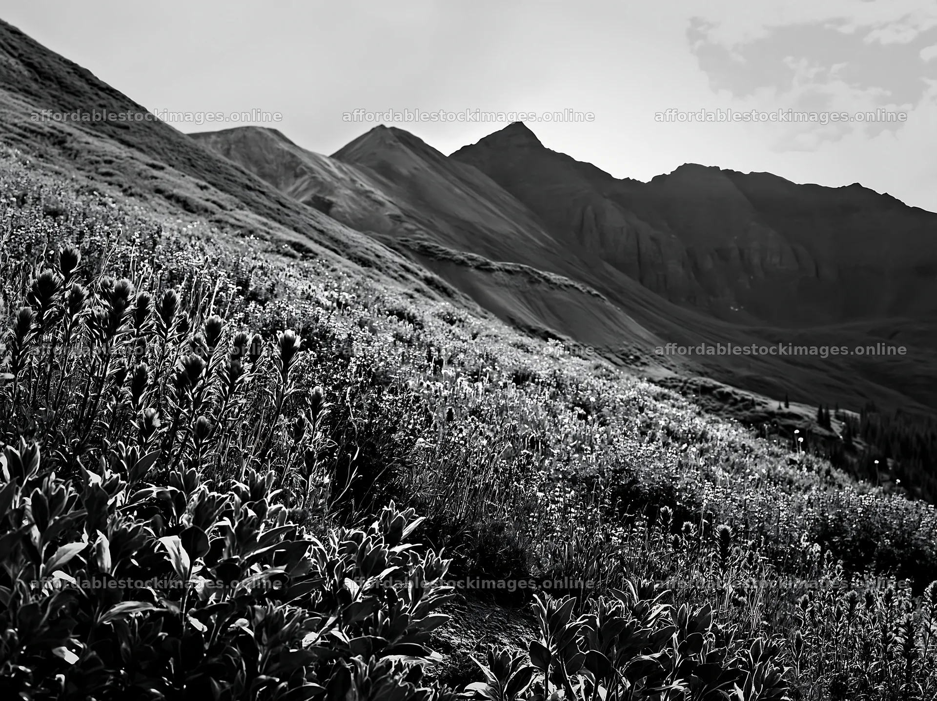 Paintbrush lupine meadow on mountain slope during daytime – stock images 9174x6866