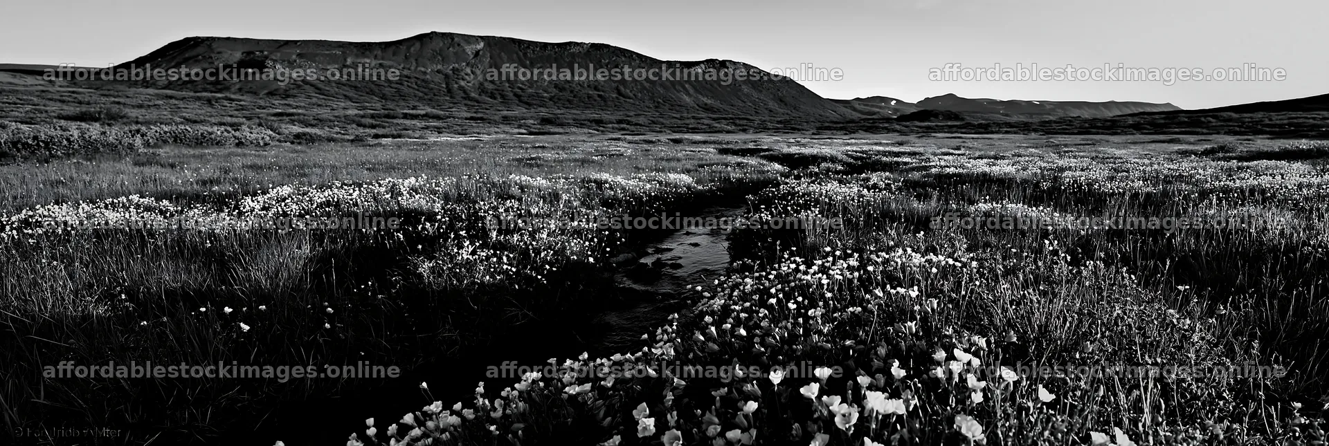 High contrast brook meadow with flowers and stream – stock images 13690x4602
