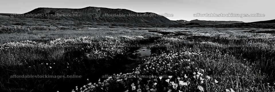 High contrast brook meadow with flowers and stream – stock images 13690x4602