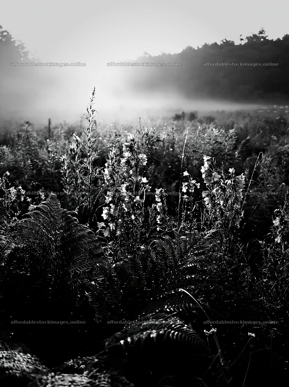 Nara summer meadow with ferns and mist in black and white – stock images 6866x9174
