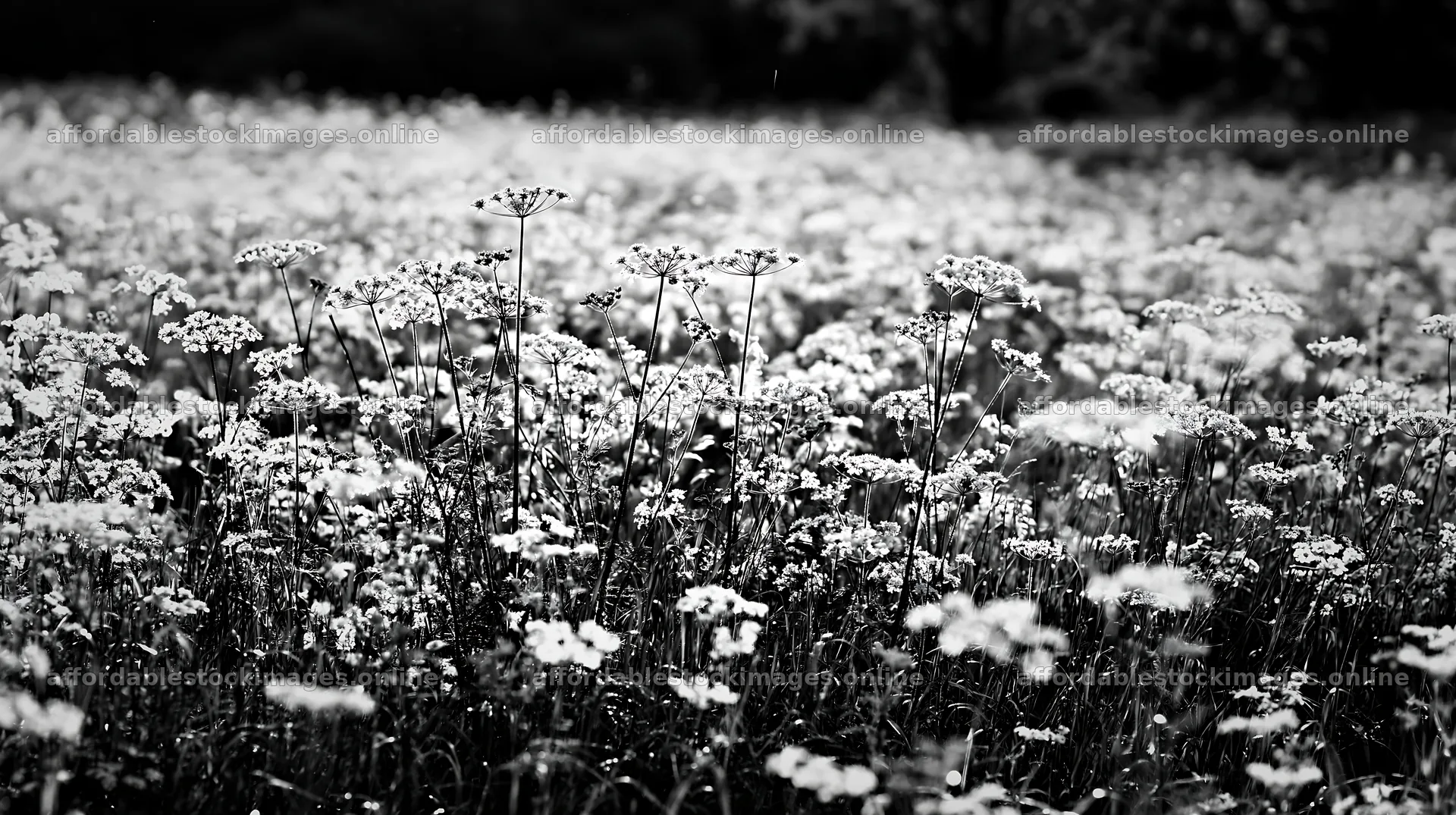 Meadow whiteout with blooming flowers in the sunlight – stock images 10608x5938