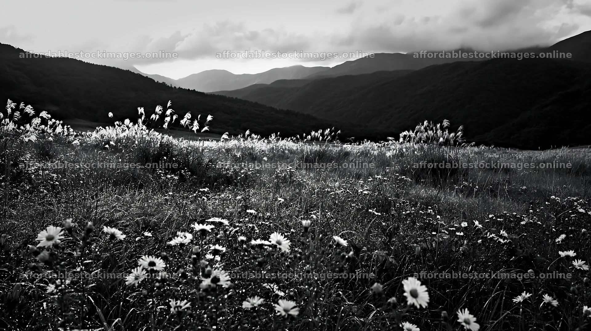 Biodiverse Nagano silver grass meadow dew shows green landscape – stock images 10608x5938