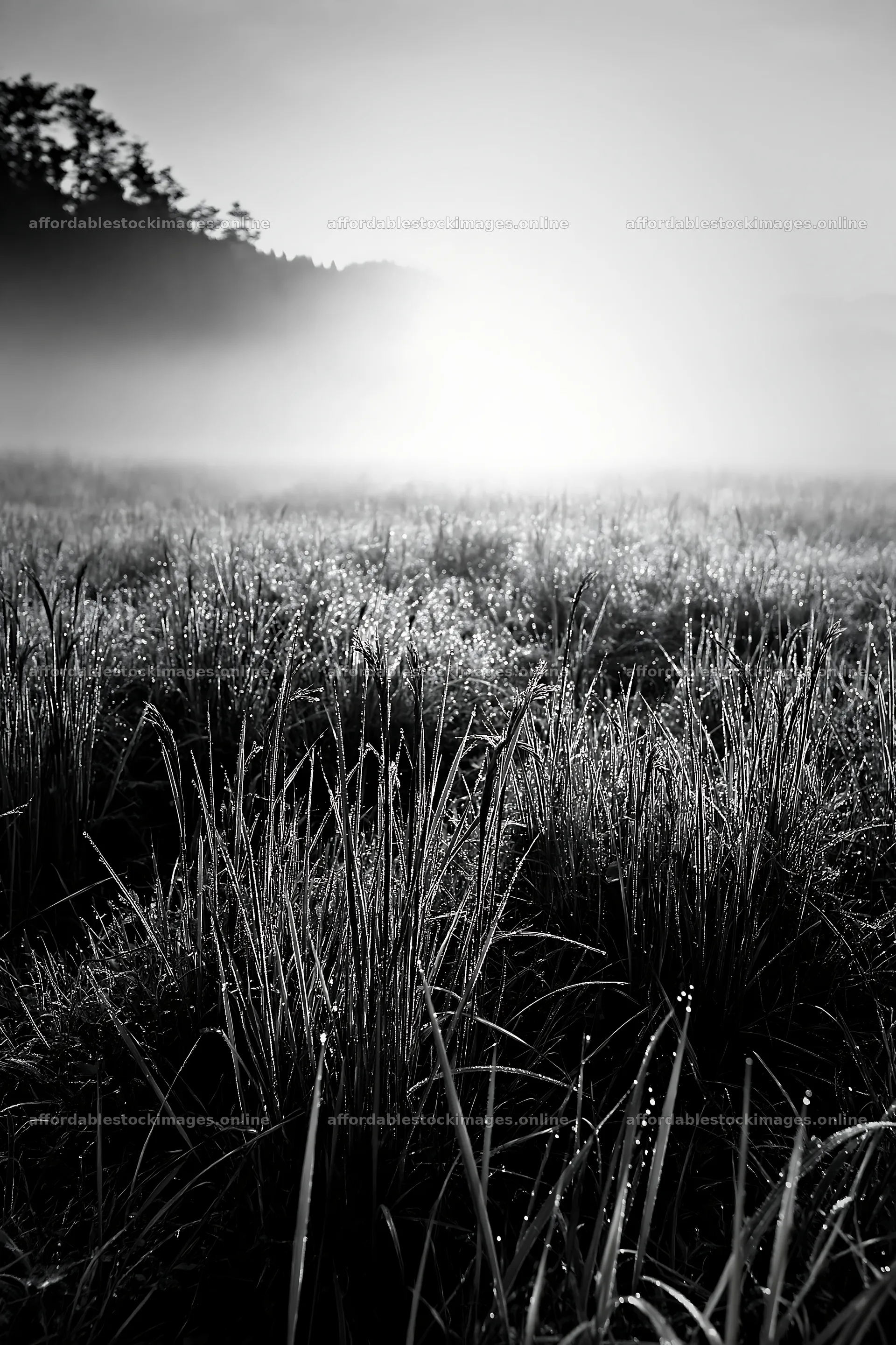 Miyazaki sunrise with dew covered sedges in the meadow – stock images 6480x9722