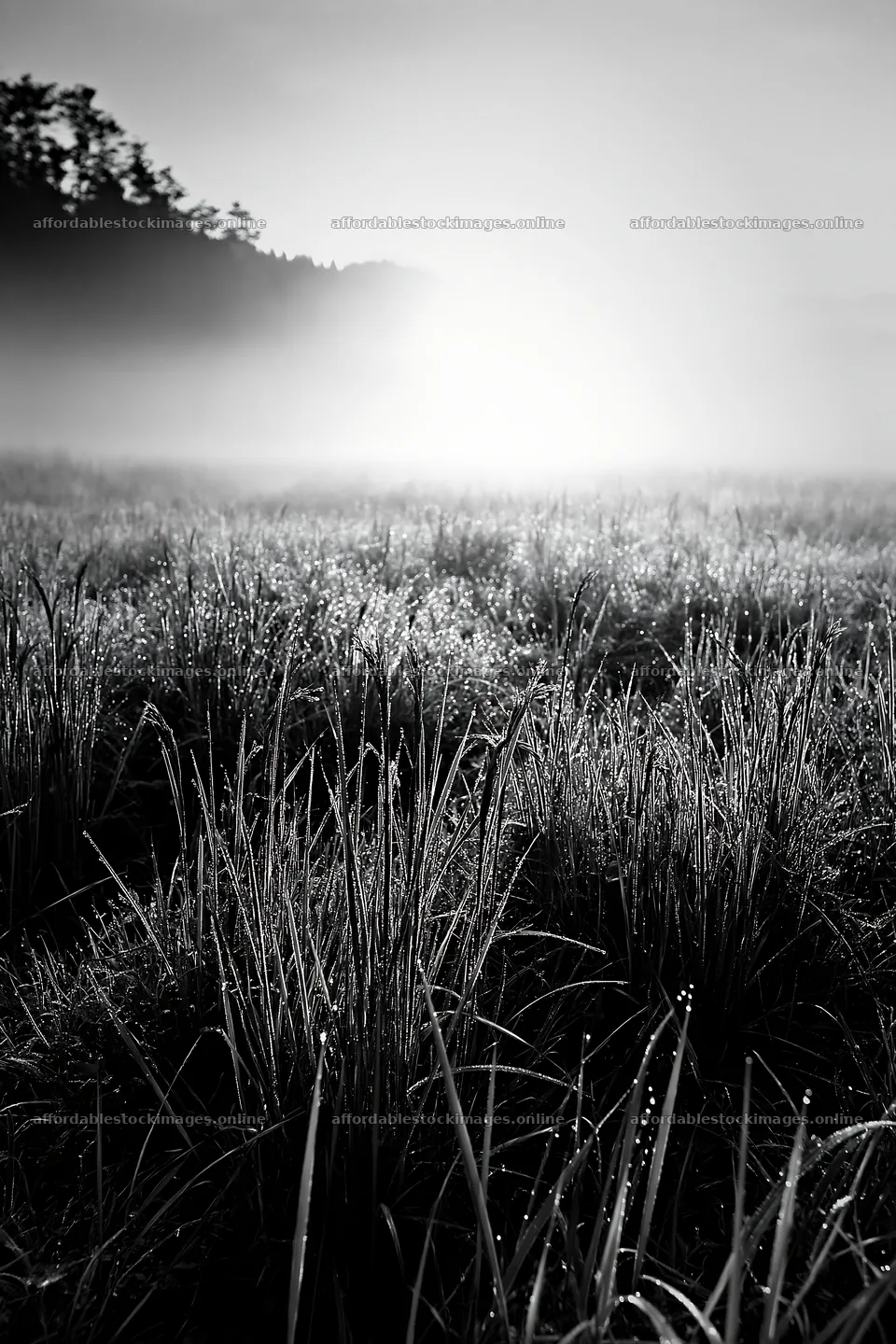 Miyazaki sunrise with dew covered sedges in the meadow – stock images 6480x9722