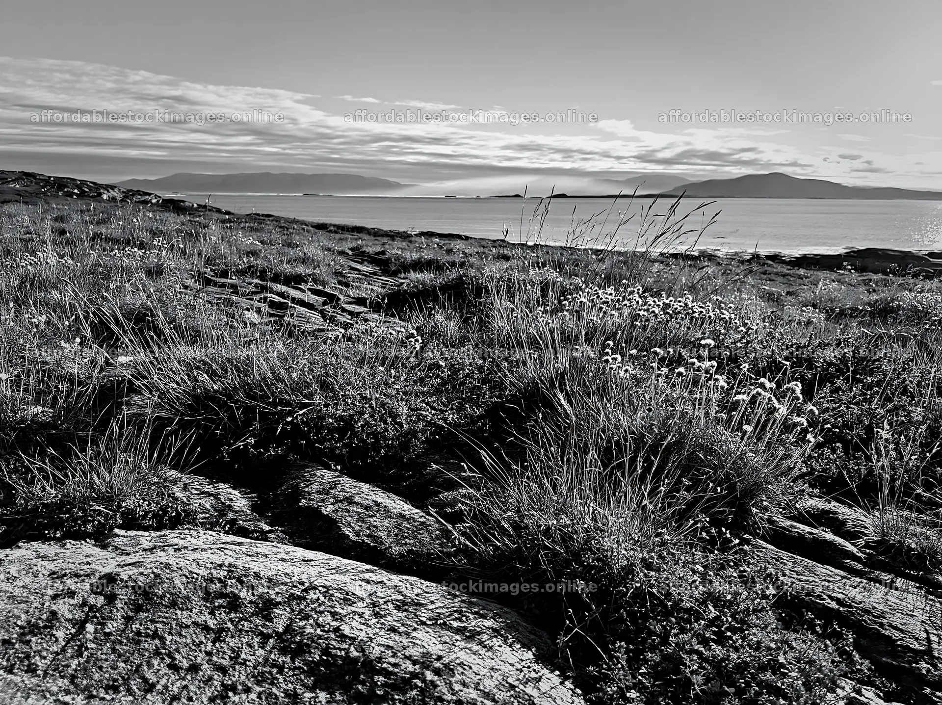 Meadow near the coast with rocks and flowers at dawn – stock images 9174x6866