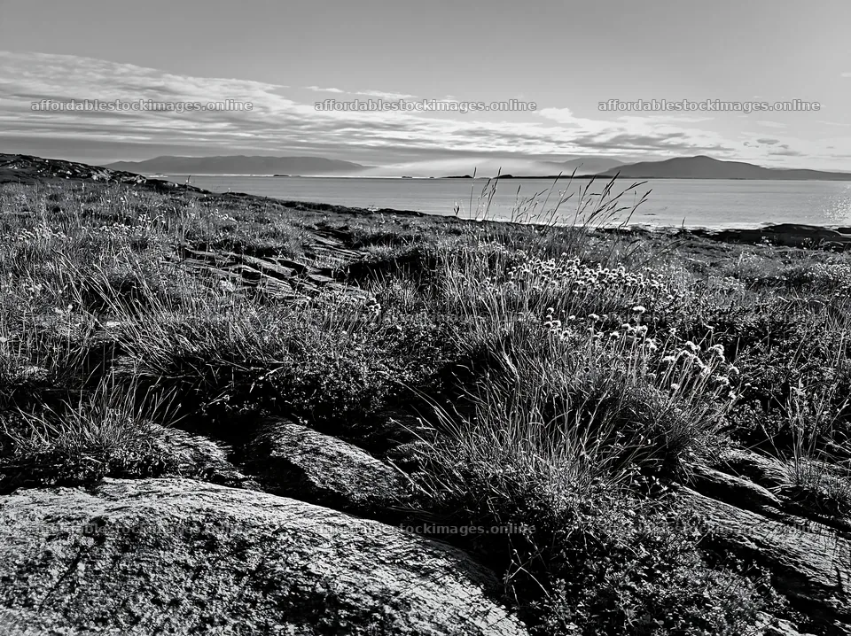 Meadow near the coast with rocks and flowers at dawn – stock images 9174x6866
