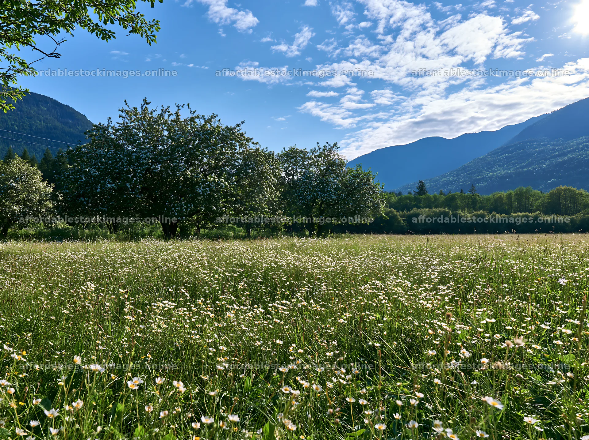 Valley apple meadow under clear sky with blooming flowers – stock images 9174x6866
