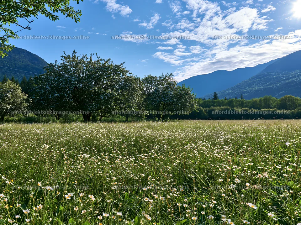 Valley apple meadow under clear sky with blooming flowers – stock images 9174x6866