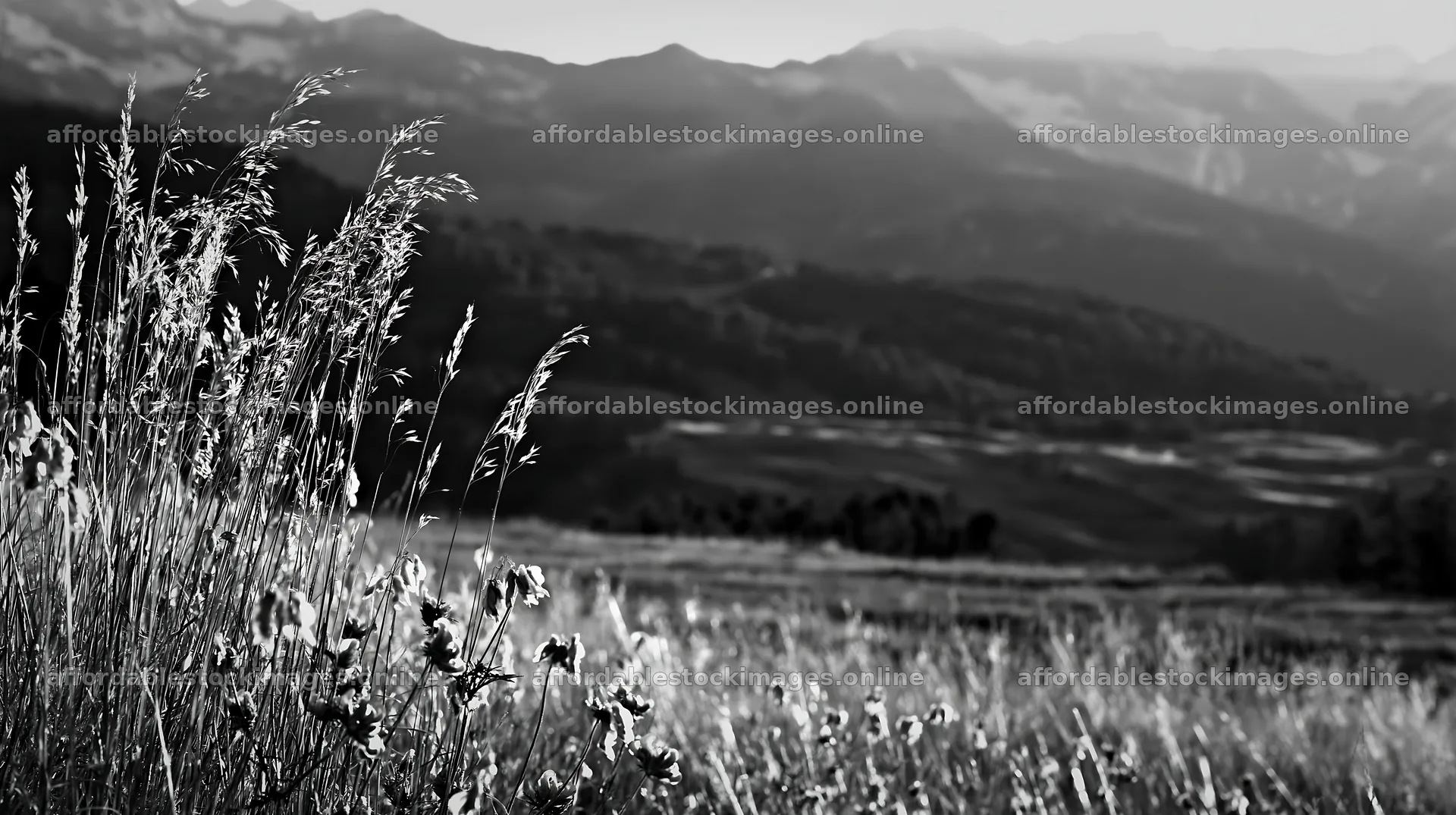 Meadow seedheads backlit at dusk in a mountainous landscape – stock images 10608x5938