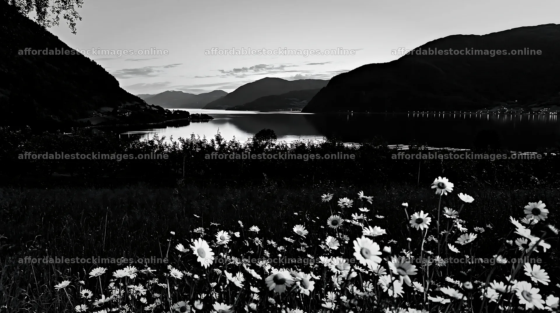 Fjord orchard meadow with flowers and mountains in the – stock images 10608x5938