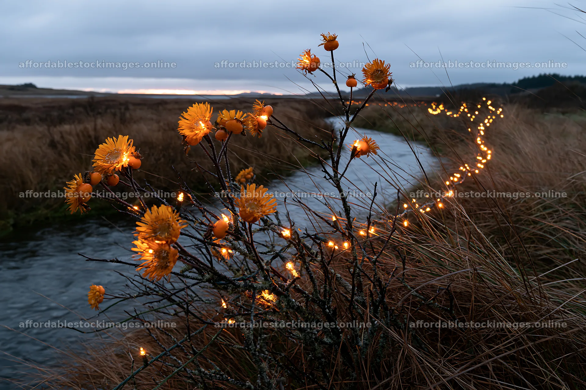 Christmas lights near a stream by a meadow at dusk – stock images 9722x6480