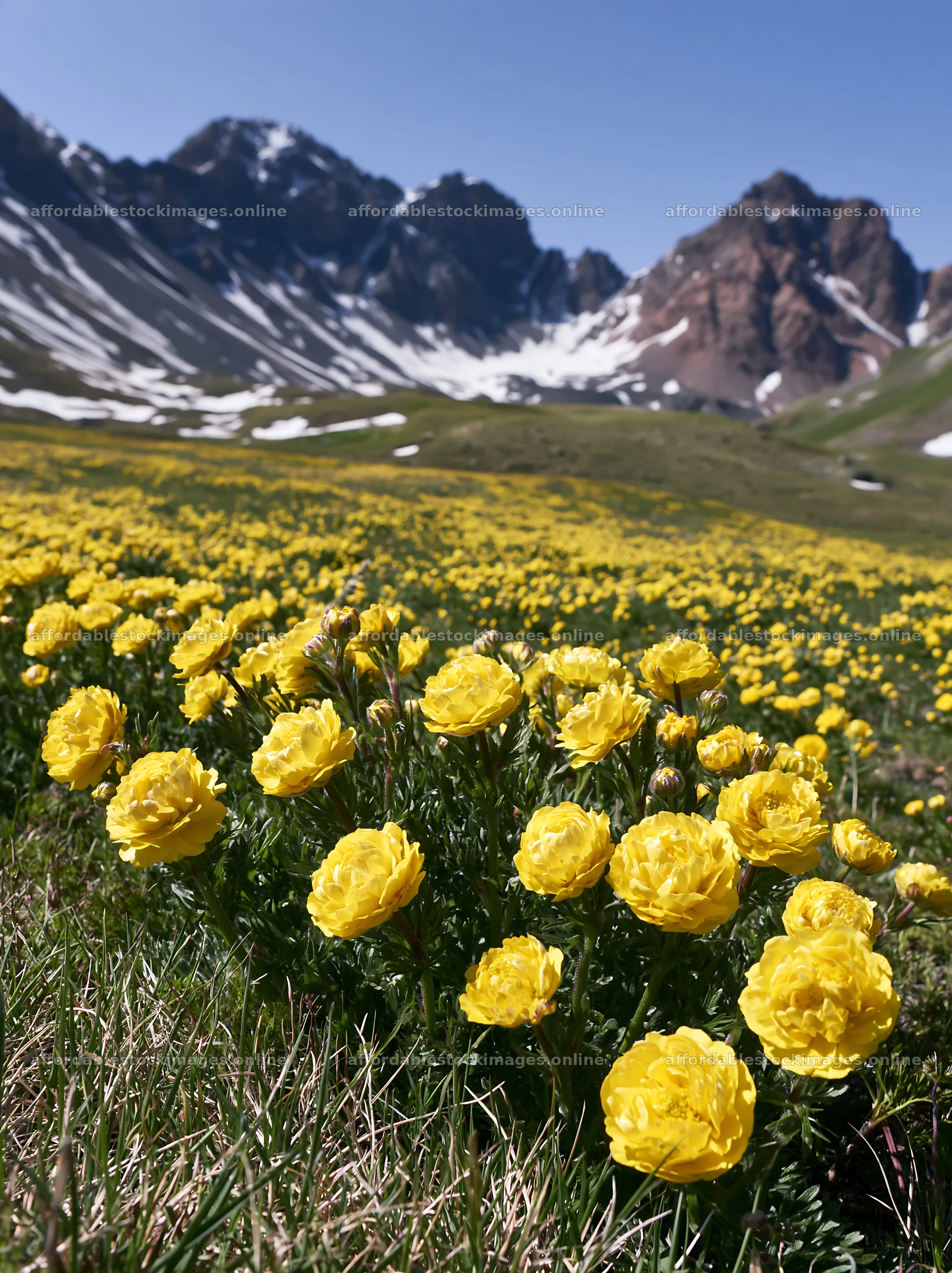 Swiss subalpine meadow with yellow flowers and mountain view – stock images 6866x9174