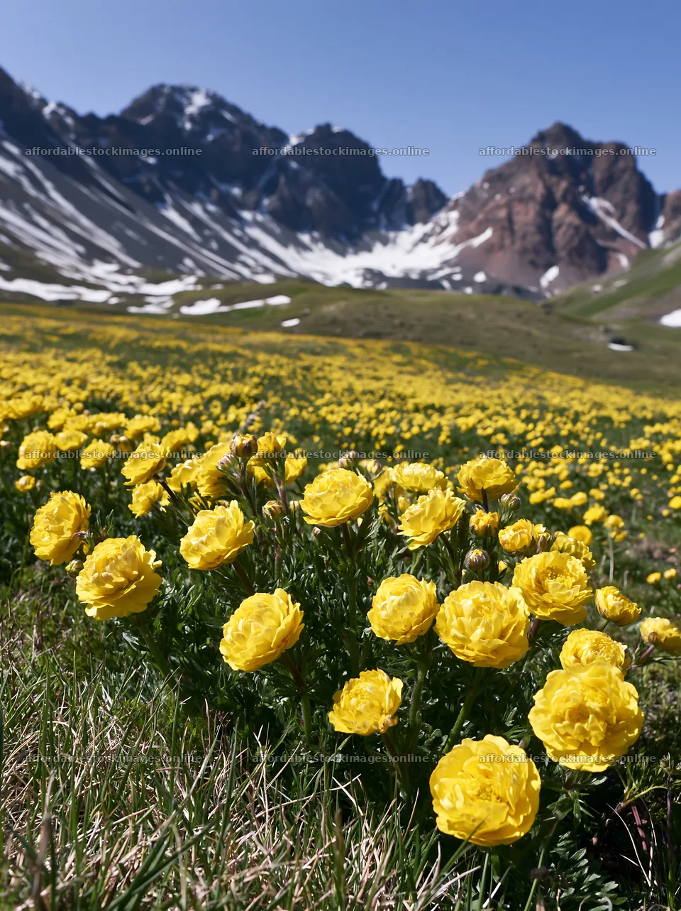 Swiss subalpine meadow with yellow flowers and mountain view – stock images 6866x9174