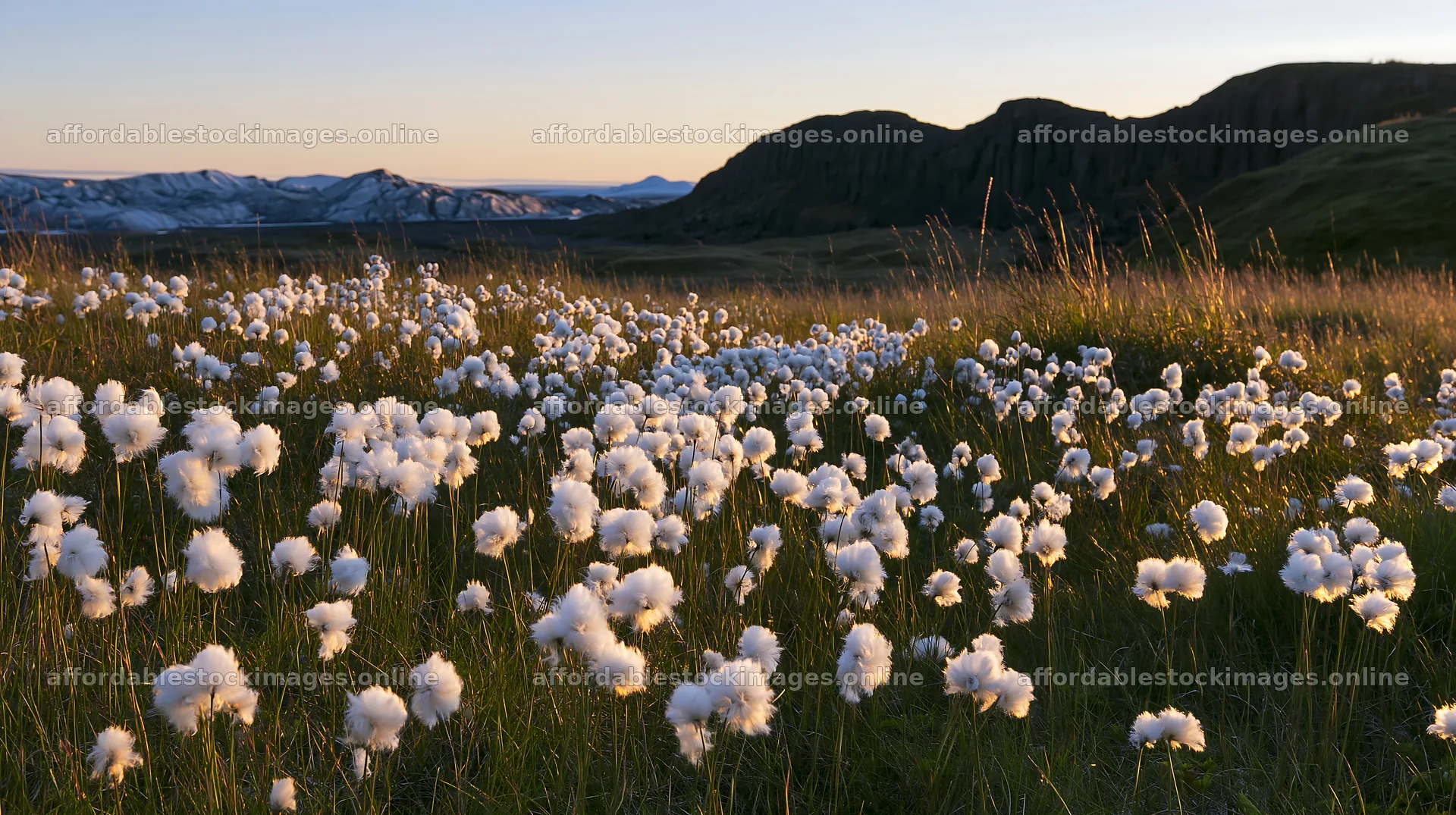 Meadow grass seedheads with mountains in the background – stock images 10608x5938
