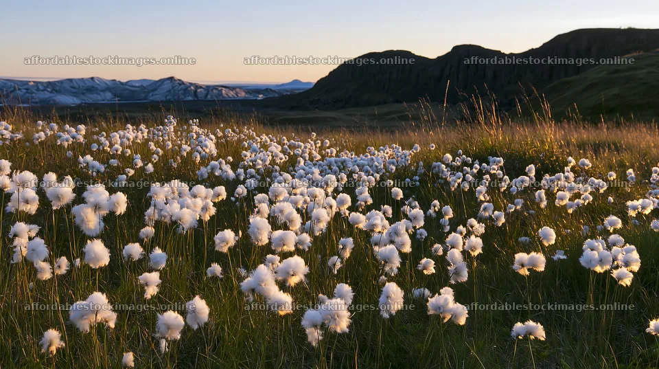 Meadow grass seedheads with mountains in the background – stock images 10608x5938