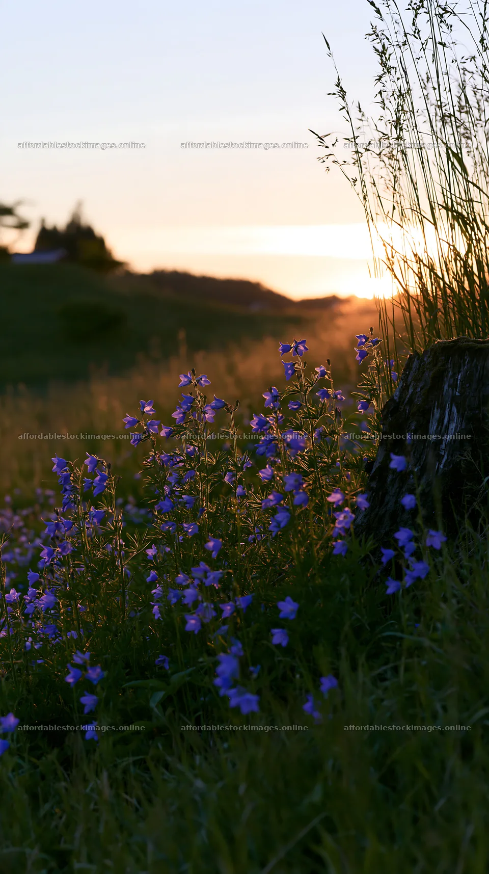 Fukushima meadow with flowers and weathered stump at sunset – stock images 5938x10608