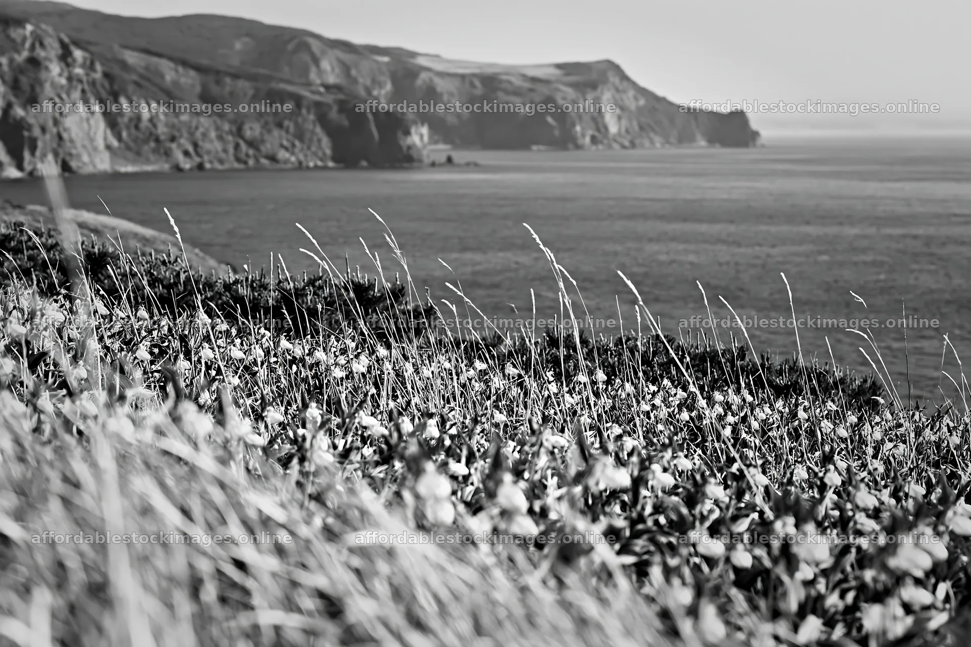 Orchid meadow by cliffs near the coast – stock images 9722x6480