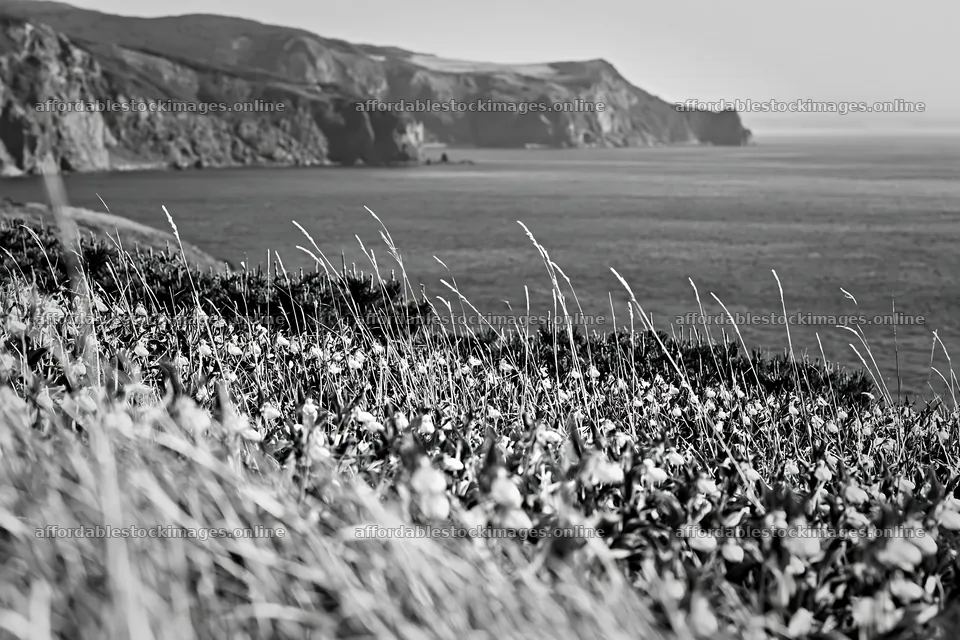 Orchid meadow by cliffs near the coast – stock images 9722x6480