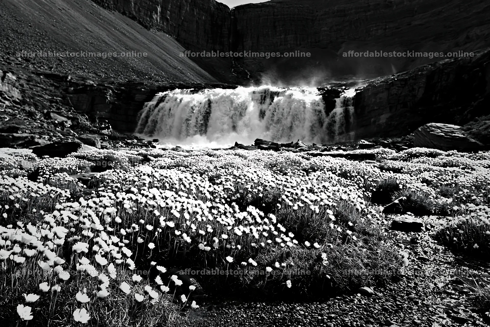 Flower meadow below a cascade in black and white – stock images 9722x6480