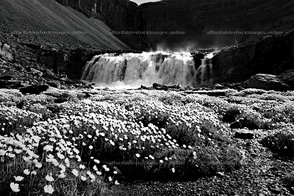 Flower meadow below a cascade in black and white – stock images 9722x6480