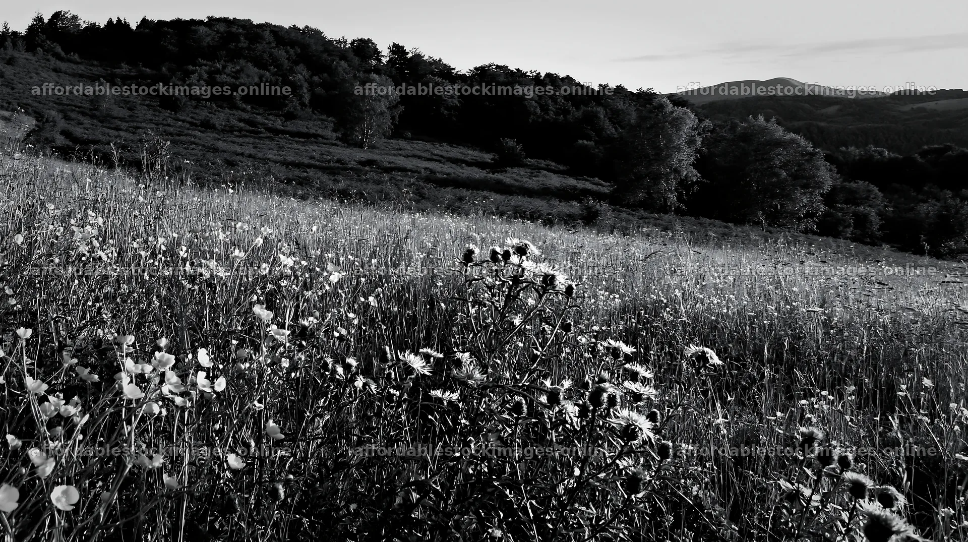 Biodiverse meadow in black and white during late afternoon – stock images 10608x5938
